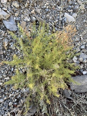 Lomatium parryi