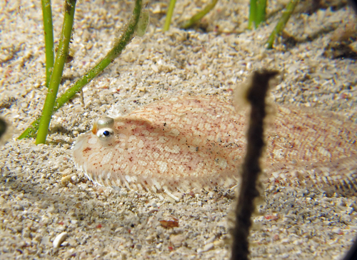 Aseraggodes diringeri observed 2016-11-26
