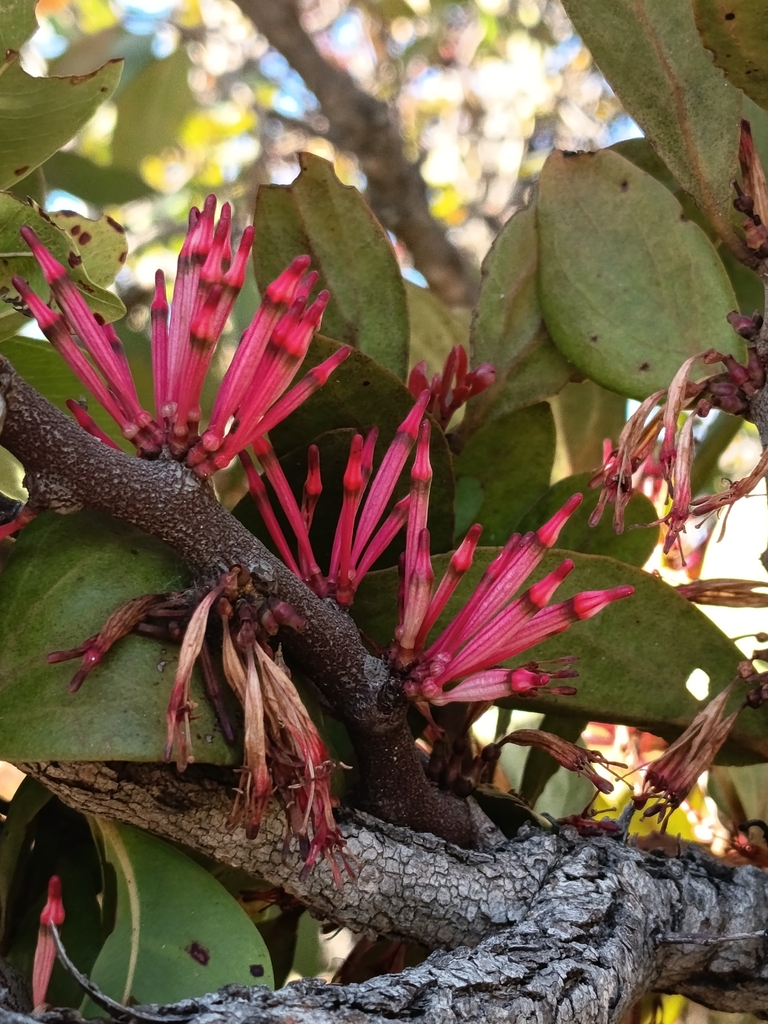 Agelanthus glomeratus
