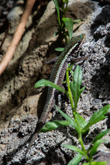 Phelsuma borbonica borbonica