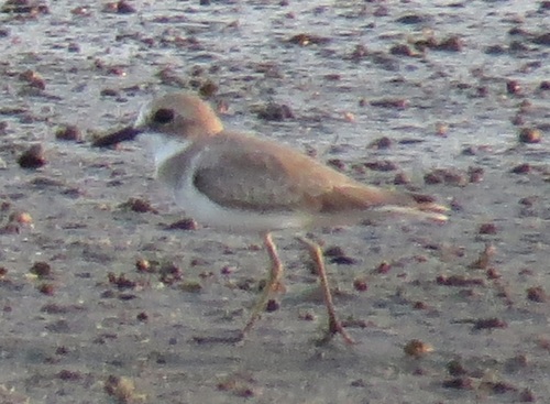 Greater Sand-Plover