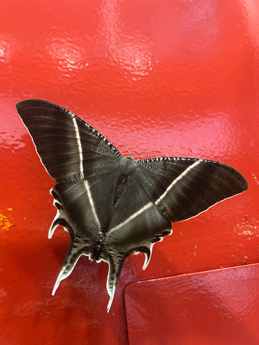 Tropical Swallowtail Moth