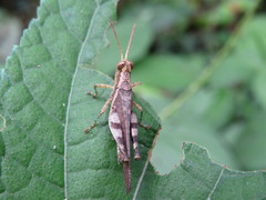 Omalotettix obliquus
