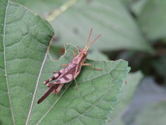 Omalotettix obliquus