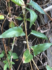 Persicaria strigosa