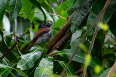 Terpsiphone bourbonnensis