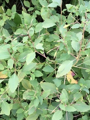 Impatiens pallida
