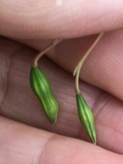 Impatiens pallida