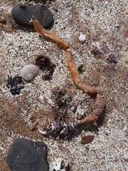Diopatra dentata