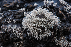 Stereocaulon vulcani