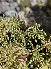 Angelica scabrida