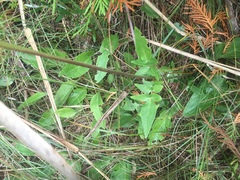 Valeriana uliginosa