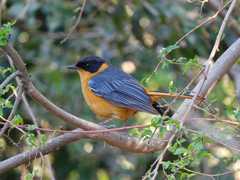 Cossypha dichroa dichroa