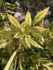 Angelica scabrida