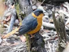 Cossypha dichroa dichroa