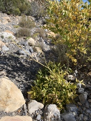 Angelica scabrida