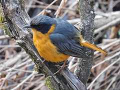 Cossypha dichroa dichroa