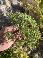 Angelica scabrida