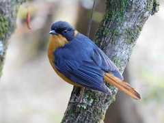 Cossypha dichroa dichroa