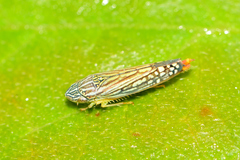 Graphocephala pulchra