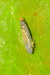 Graphocephala pulchra