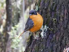 Cossypha dichroa dichroa