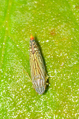 Graphocephala pulchra