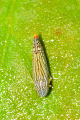 Graphocephala pulchra