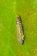 Graphocephala pulchra