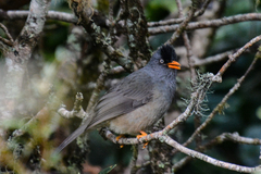 Hypsipetes borbonicus