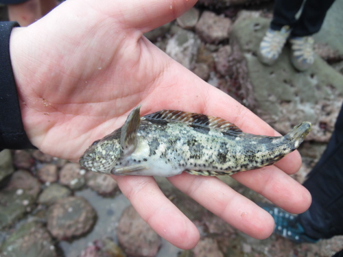 Spotted klipfish (Auchenionchus variolosus) — Labrisomidae — 2