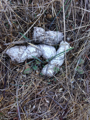 Canis latrans ochropus