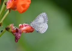 Celastrina echo gozora