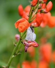 Celastrina echo gozora