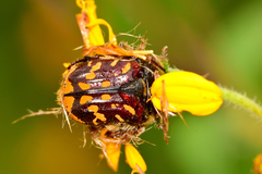 Euphoria subtomentosa