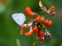 Celastrina echo gozora