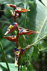 Heliconia spathocircinata, photograph author not stated, no rights reserved