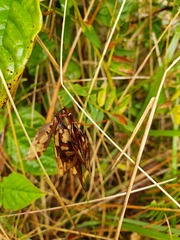 Vicia orobus