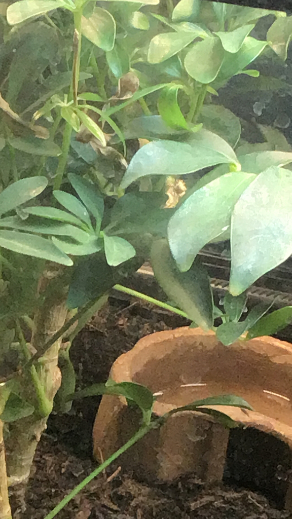 Umbrella Plant
