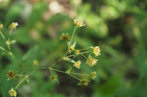 Elephantopus mollis observed 2025-06-24