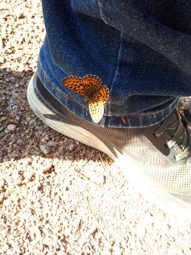 Pearl-bordered Fritillary, 54800 Savitaipale, Suomi, photo 9 of 10