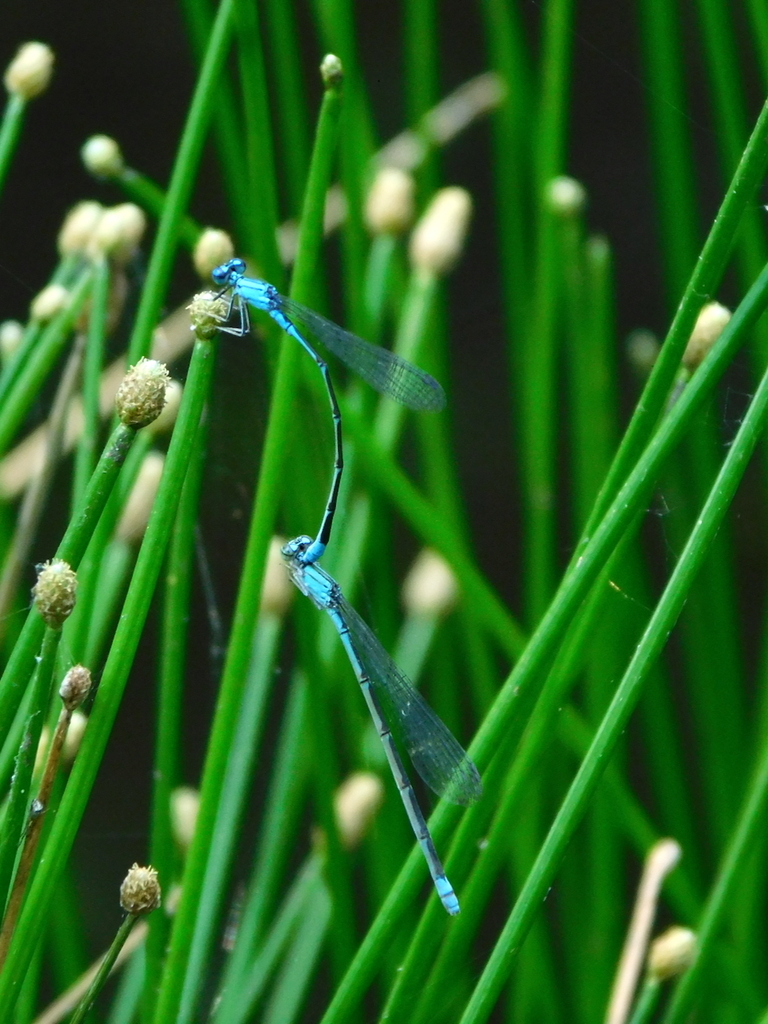 Slender Bluet