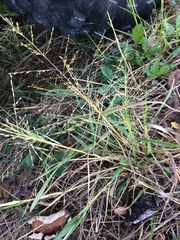 Eragrostis curtipedicellata