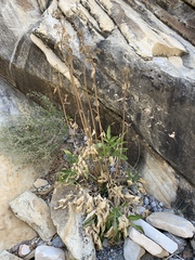 Angelica scabrida