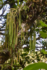 Phlegmariurus gnidioides