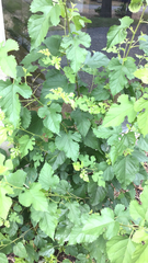 Morus alba — photo 2