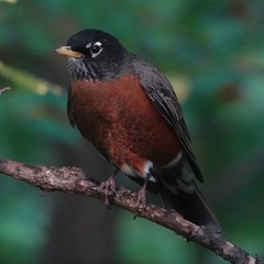 Turdus migratorius
