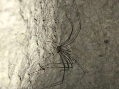 Leuronychus pacificus