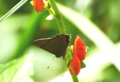 Electrostrymon guzanta