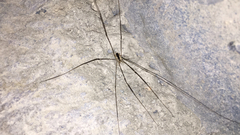 Leuronychus pacificus